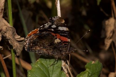 <i>Vanessa atalanta</i>