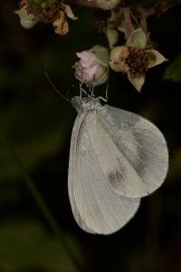 <i>Leptidea sinapis sinapis</i>