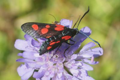 <i>Zygaena lonicerae</i>