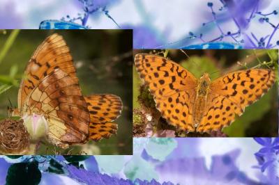 <i>Fabriciana adippe</i>
