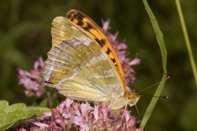 <i>Argynnis paphia</i>