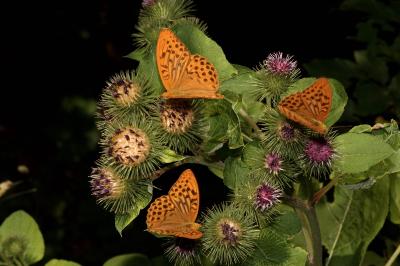 <i>Argynnis paphia</i>