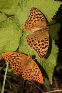 <i>Argynnis paphia</i>