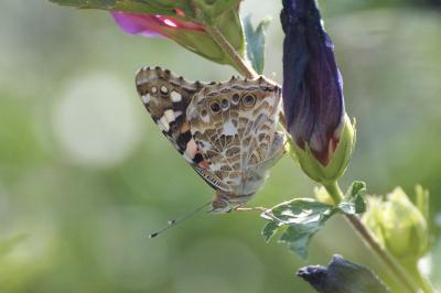 <i>Vanessa cardui</i>