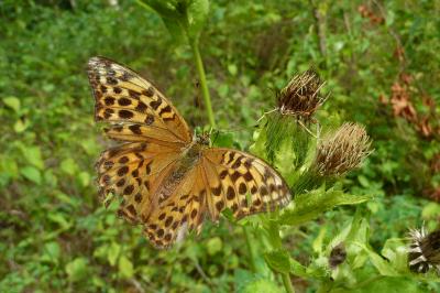 <i>Argynnis paphia</i>