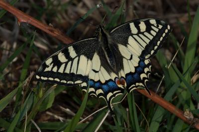 <i>Papilio machaon</i>