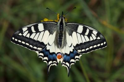 <i>Papilio machaon</i>