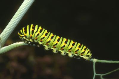 <i>Papilio machaon</i>