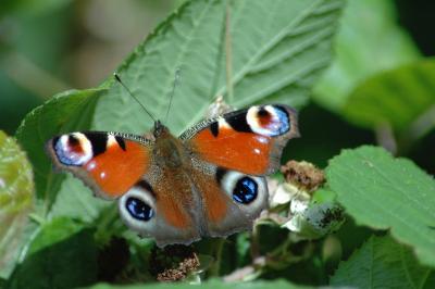 <i>Aglais io</i>