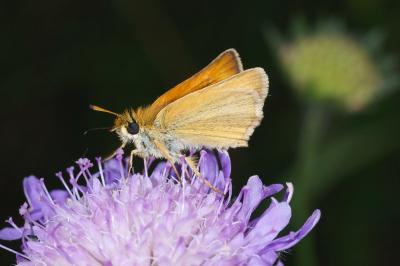 <i>Thymelicus lineola</i>