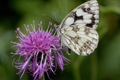 <i>Melanargia galathea</i>