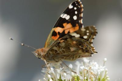 <i>Vanessa cardui</i>