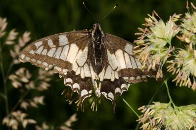 <i>Papilio machaon</i>