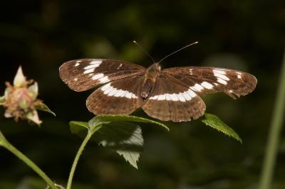<i>Limenitis camilla</i>