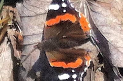 <i>Vanessa atalanta</i>