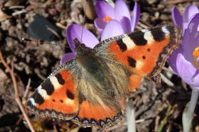 <i>Aglais urticae</i>