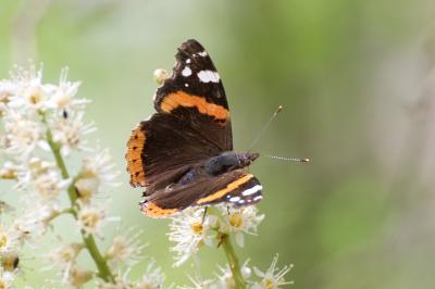 <i>Vanessa atalanta</i>