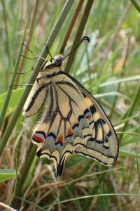 <i>Papilio machaon</i>