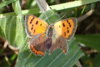 <i>Lycaena phlaeas</i>