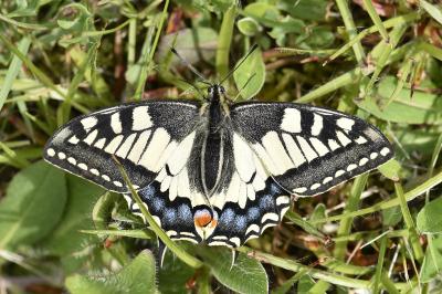 <i>Papilio machaon</i>