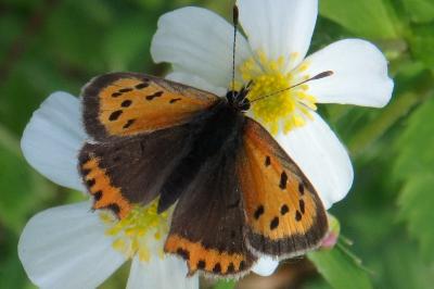 <i>Lycaena phlaeas</i>