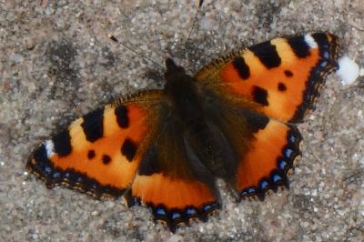 <i>Aglais urticae</i>