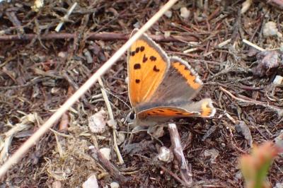 <i>Lycaena phlaeas</i>