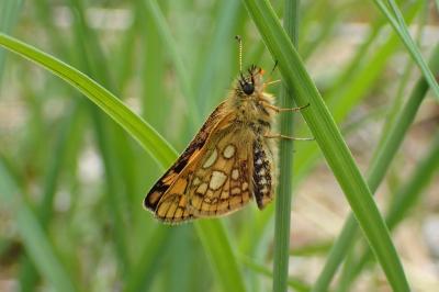 <i>Carterocephalus palaemon</i>