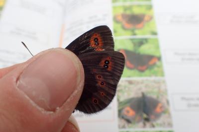 <i>Erebia meolans</i>