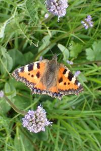 <i>Aglais urticae</i>