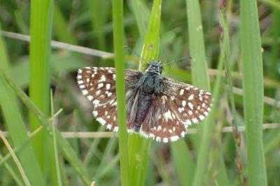 <i>Pyrgus malvae</i>
