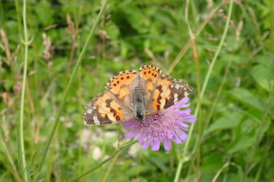 <i>Vanessa cardui</i>