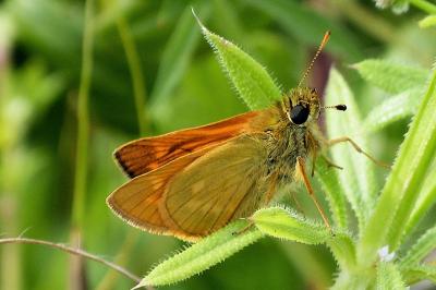 <i>Ochlodes sylvanus</i>