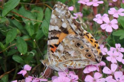 <i>Vanessa cardui</i>