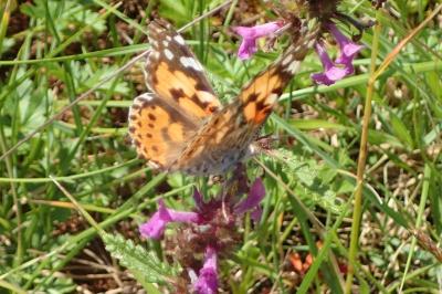 <i>Vanessa cardui</i>