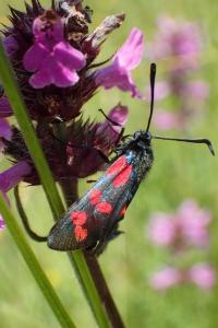 <i>Zygaena filipendulae</i>
