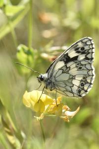 <i>Melanargia galathea</i>