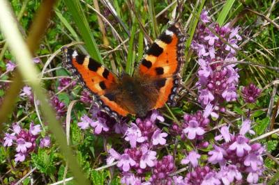 <i>Aglais urticae</i>