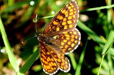 <i>Melitaea athalia</i>