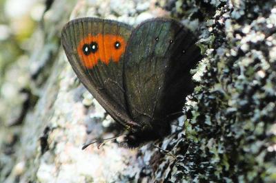<i>Erebia meolans</i>