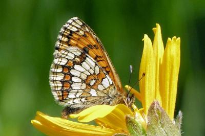 <i>Melitaea athalia</i>