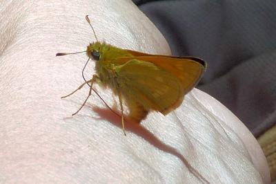 <i>Ochlodes sylvanus</i>