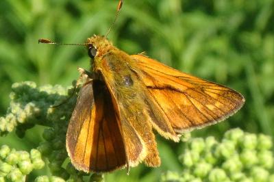 <i>Ochlodes sylvanus</i>