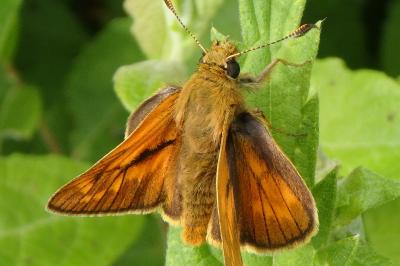 <i>Ochlodes sylvanus</i>