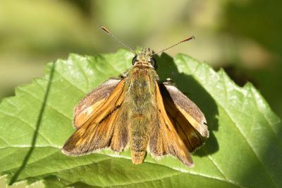 <i>Ochlodes sylvanus</i>