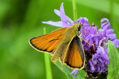 <i>Thymelicus sylvestris</i>