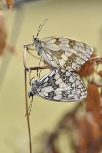 <i>Melanargia galathea</i>