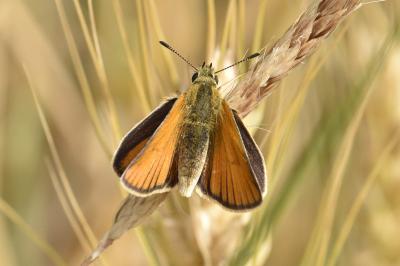 <i>Thymelicus lineola</i>