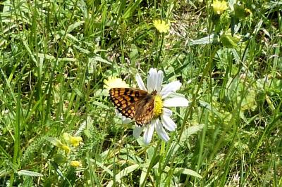 <i>Melitaea</i>
