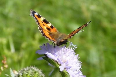 <i>Aglais urticae</i>